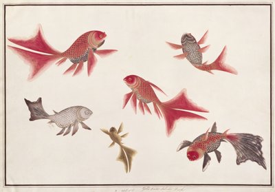 Gold and Silver Fish, from Drawings of Fishes from Malacca, c.1805-18 by Chinese School